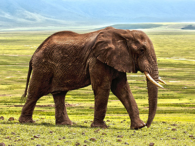 elephant