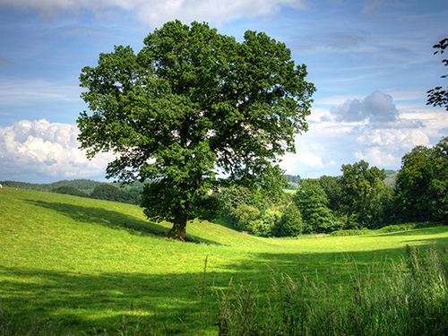 meadow